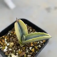 2025年最新】リップルエフェクトの人気アイテム - メルカリ