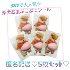 【新品未使用】おなか ぷにぷに シール 柴犬 ステッカー 　５枚セット