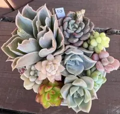 多肉植物　寄せ植えセット10 ラグナサンチェスなど