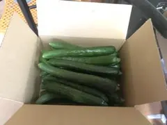 【訳あり】熊本県産きゅうり 約2kg 60サイズ発送のサムネイル