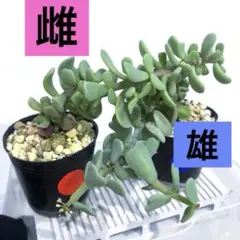 2025年最新】ケラリア ピグマエアの人気アイテム - メルカリ