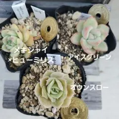 尾州様 リクエスト 7点 まとめ商品