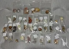 鹿児島県内で採集した「中型・小型・微小貝の貝殻約505種類