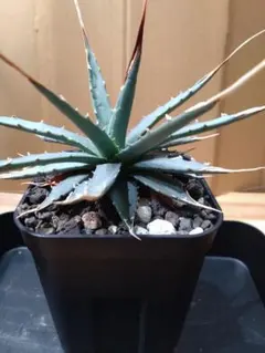 希少❣️超優良現地株からの3年目成長子株❣️アガベユタエンシス