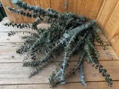 FLEUR8192020様 リクエスト 2点 まとめ商品