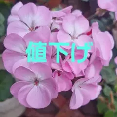 waaakana1208様 リクエスト 5点 まとめ商品