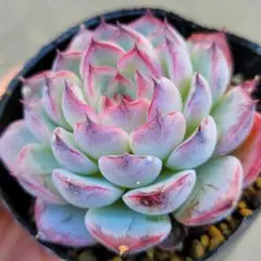 2025年最新】リンゼアナの人気アイテム - メルカリ