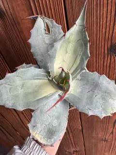 2025年最新】#アガベオバティフォリアアウェイクニング