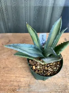 広幸飯尾様 リクエスト 5点 まとめ商品