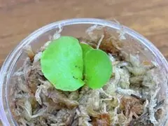 nac様 リクエスト 3点 まとめ商品