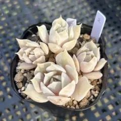 kiminyan様 リクエスト 3点 まとめ商品