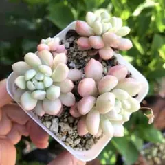 多肉植物　姫秀麗錦 ①　ポットのまま発送　 姫秋麗錦 姫秀麗錦 多肉植物 ポットのまま発送 姫秋麗錦 - メルカリ