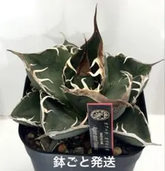 アガベ　 オテロイ実生　オアハカ　極上血統　初根済み　LED管理　鉢ごと発送のサムネイル