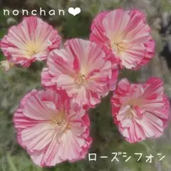 ピンキー様 リクエスト 2点 まとめ商品