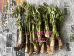 山菜 ミズ 600g 新潟県産 採れたて新鮮発送 - メルカリ