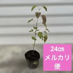 2026年最新】桂二葉 グッズの人気アイテム - メルカリ