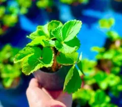 いちご苗　ポット苗土付き17株