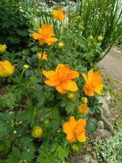 カンムリキンバイ種40粒