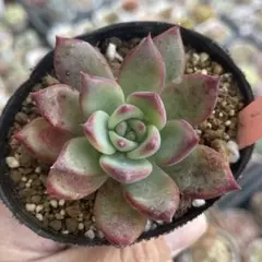 2025年最新】堀川コロラータの人気アイテム - メルカリ