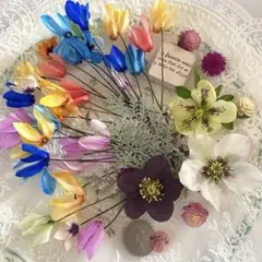 ①色彩繽紛的仙客來⚜️約30株✧＋銀葉菊＆聖誕玫瑰3朵