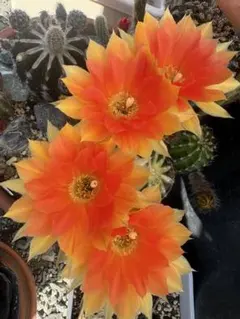 花サボテン 広瀬の春 カキコ3本 - メルカリ