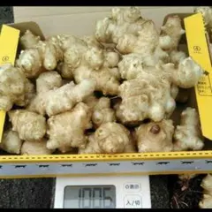 甲府盆地　キクイモ　菊芋 1Kg以上
