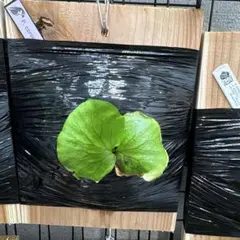ヒナカンアオイ　2021年播種実生株　山野草　カンアオイ ヒナカンアオイ 2021年播種実生株 山野草 カンアオイ - メルカリ