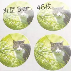 T-0106 猫ちゃん サンキューシール Thank you