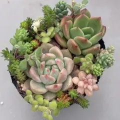 momo-g様 リクエスト 2点 まとめ商品