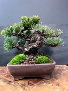 2025年最新】銀八房五葉松の人気アイテム - メルカリ