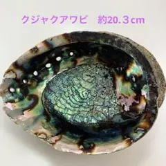 NO.58-56 クジャクアワビ(貝殻) 約20.3cm