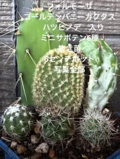 超激レア　アウストロカクタス　FN付き苗色々　４０株セット 超激レア アウストロカクタス FN付き苗色々 40株セット