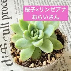 ドラゴンウィング サンセベリア レア お買い得な2株 陶器鉢入り - メルカリ