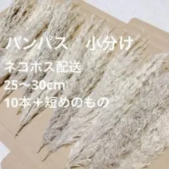 【 週末限定価格！ 】 パンパスグラス 小分け 10本＋おまけ ネコポス