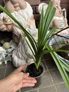 ベトナム最高香りパンダンリーフ抜き苗1本 - メルカリ