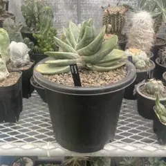 特大 Sansevieria kirkii Coppertone 鉢のまま発送 - メルカリ