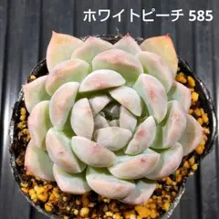 ホワイトピーチ 585 エケベリア 多肉植物 抜き苗