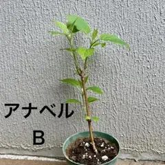 アナベルの抜き苗(複数枝大苗)D - メルカリ