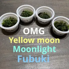 2025年最新】イエロームーン ビカクシダの人気アイテム - メルカリ