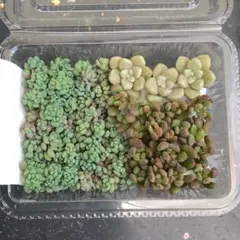 多肉植物 セダム カット苗 詰め合わせ パープルヘイズ マジョール