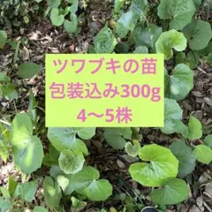 2026年最新】ツワブキの人気アイテム - メルカリ