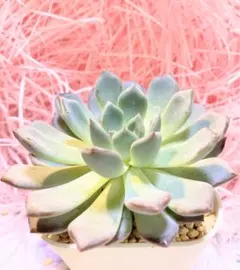 抜き苗】多肉植物 韓国苗 オパリナ錦(グラプトベリア属)① - メルカリ