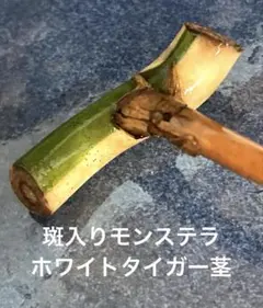 斑入りモンステラ ボルシギアナ ホワイトタイガー （カット茎）のサムネイル