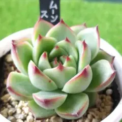 KORIE.様 リクエスト 3点 まとめ商品