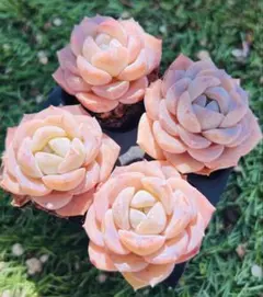 ししゃも様 ご専用　值引100円　おまけ付き　リクエスト 4点 まとめ商品