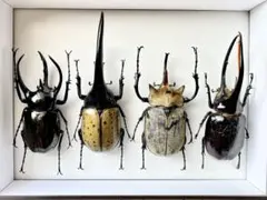 クワガタ野外標本】Dorcus alcides アルキデスヒラタクワガタ - メルカリ