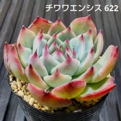チワワエンシス 622 エケベリア 多肉植物 抜き苗