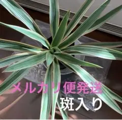 ☘️④☘️アロマティコ☘️グロッソ白色☘️越冬苗☘️AG20260530
