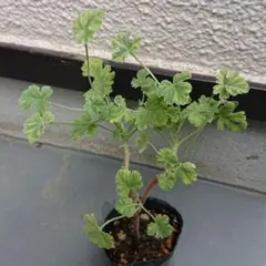 ナツメグゼラニウム③のサムネイル