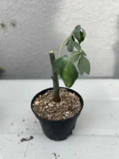 9月入荷 アデニア グラウカ 10粒 種 種子 証明書あり0310 9月入荷 アデニア グラウカ 10粒 種 種子 証明書あり1407